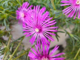 Obraz premium Beautiful, densely blooming flowers in a planter.
