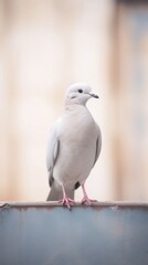 Fototapeta premium A dove animal pigeon bird.