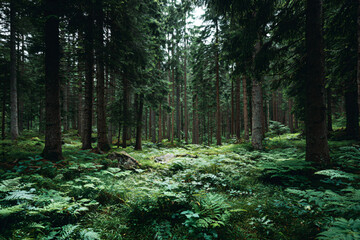 Obraz premium a forest filled with lots of green plants