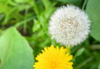 White, fluffy dandelion on green grass background, dandelion seed head macro. High quality photo