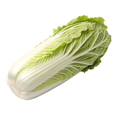 Fresh napa cabbage against a void area isolated on transparent background