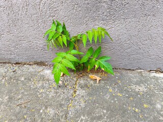 Tree of heaven grows between the wall and the concrete.