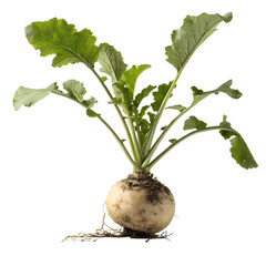 Single turnip with leaves and rootlets isolated on transparent background