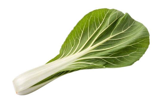 Single bok choy vegetable close up view isolated on transparent background