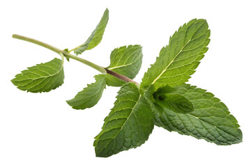 A sprig of fresh green garden mint plant isolated on transparent background