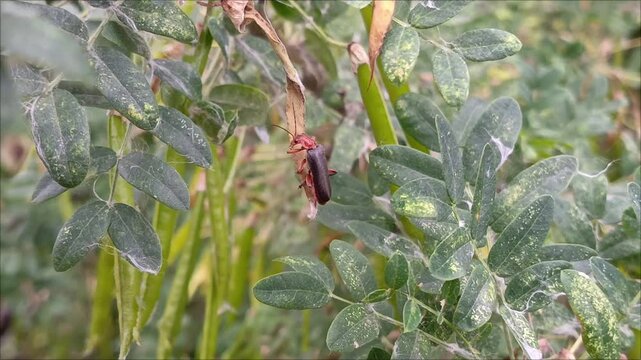 Cantharis fusca Linnaeus close-up on a Caragana pod. The red and black beetle is cleaned with its paws. The beetle washes up.