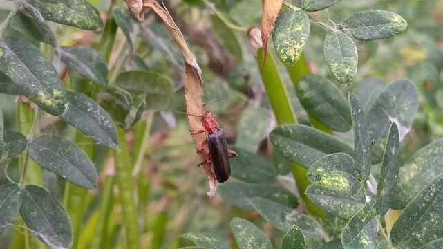 Cantharis fusca Linnaeus close-up on a Caragana pod. The red and black beetle is cleaned with its paws. The beetle washes up.