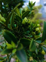 close up of green plant