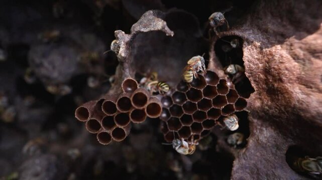 Active stingless bees swarm a hexagonal honeycomb in this 4 K macro clip. Centered close-up captures nonstop movement and rich amber tones with shallow depth for cinematic contrast.