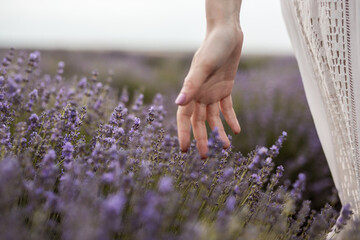 A serene image of a delicate hand brushing against vibrant purple lavender flowers in a picturesque...