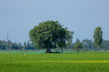Rice seedlings are growing on a farmer's large plot of land. A tree and a village are visible in the distance against a backdrop of greenery.
