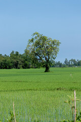 Rice seedlings are growing on a farmer's large plot of land. A tree and a village are visible in the distance against a backdrop of greenery.