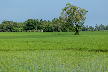 Rice seedlings are growing on a farmer's large plot of land. A tree and a village are visible in the distance against a backdrop of greenery.