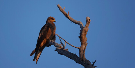 Whistling Kite on branch