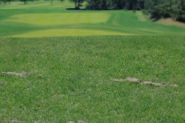 Close-up of perfectly manicured grass on golf course, vibrant green turf symbolizing precision, sport maintenance, and outdoor leisure environments