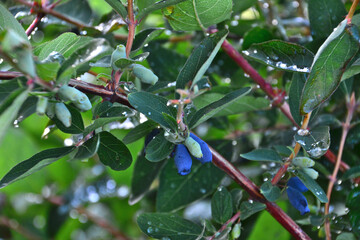 Close-up of blue honeysuckle berries on a branch with raindrops