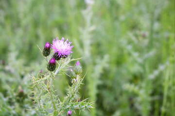 purple thistle flower in the field, shallow depth of field