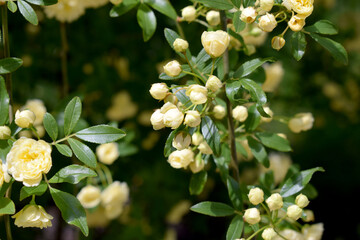 A dense cluster of yellow roses (Rosa spp.) with numerous small buds and open blooms, set against dark green, glossy foliage. The flowers are densely arranged along arching stems. The petals are tight
