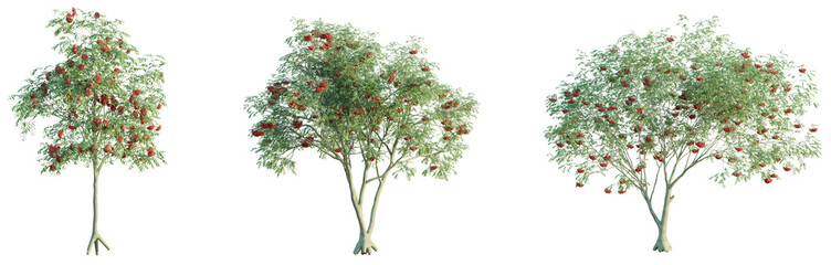 Sorbus aucuparia Tree front view 4k png cutout transparent background isolate