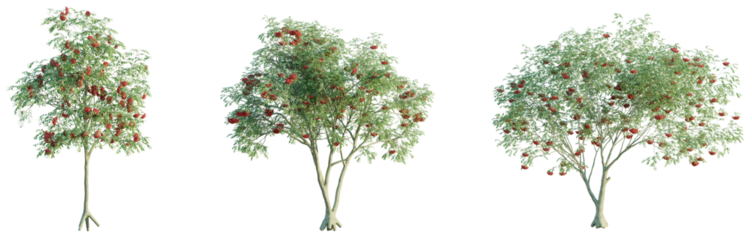 Sorbus aucuparia Tree front view 4k png cutout transparent background isolate
