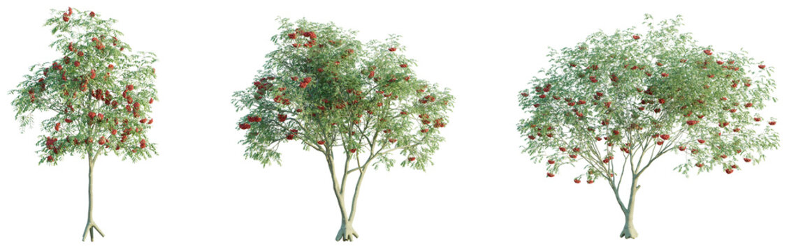 Sorbus aucuparia Tree front view 4k png cutout transparent background isolate