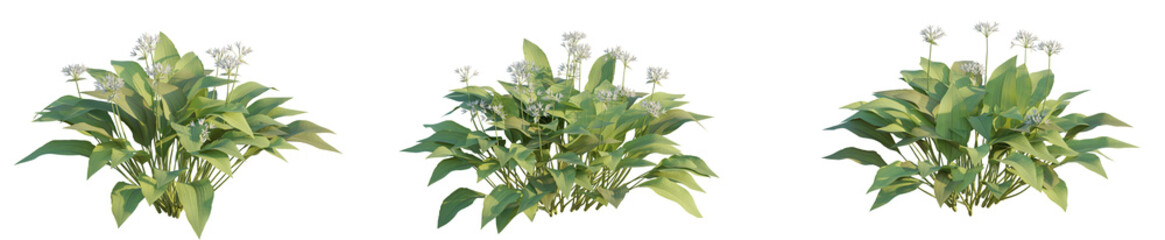 Allium ursinum Tree front view 4k png cutout transparent background isolate