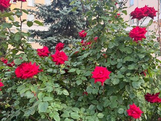  red roses bush in garden at summer day