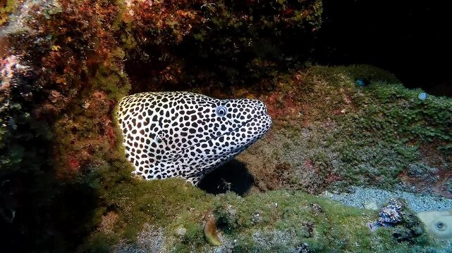 Close-up of a leopard moray eel emerging from a rocky coral reef in the clear waters of Mauritius, showcasing marine biodiversity in vibrant underwater detail.