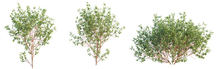 Cornus sanguinea Tree front view 4k png cutout transparent background