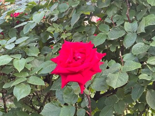  red roses bush in garden at summer day.