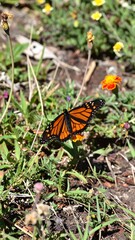 Monarch butterfly rests on ground amidst wildflowers