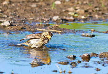Grauammer beim baden