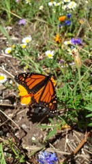 Monarch butterfly rests on orange flower amidst wildflowers
