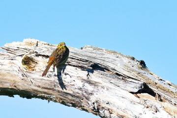 Goldammer Weibchen auf einer Sitzwarte	