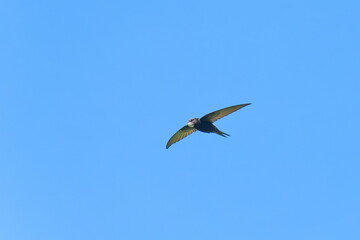 Mauersegler (Apus apus) im Flug	