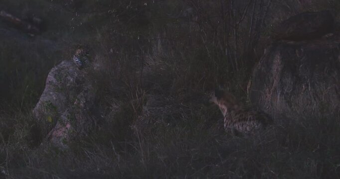 Very wide of a Spotted Hyena (Crocuta crocuta) standing alert as a leopard dozes off in dry savannah grassland at evening in kenya 