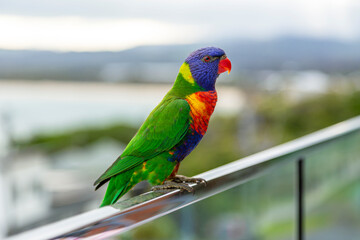 Rainbow lorikeet with bright plumage perched on a balcony railing. Coastal town and hills blurred...