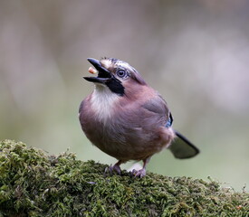 jay tossing a nut into its beak