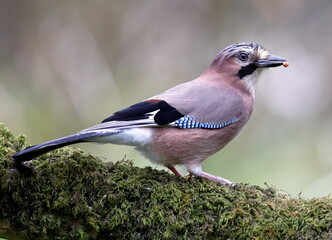 jay