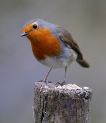 Fototapeta premium inquisitive looking robin