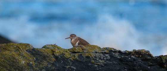 Bird by the sea