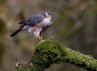 male sparrowhawk on a perch
