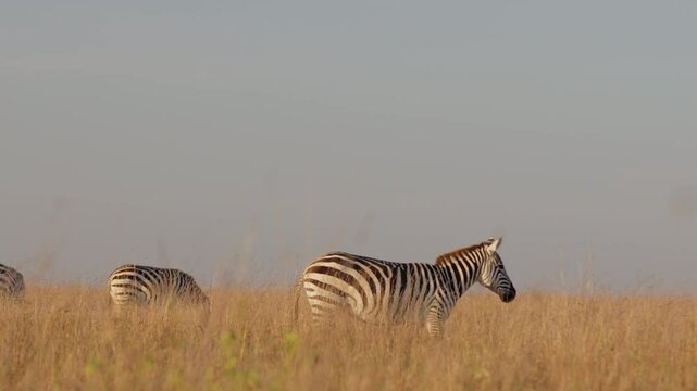 Very wide dolly tracking of a Plains Zebras (Equus quagga) walking past other zebras and running through dry grassland at midday in Kenya