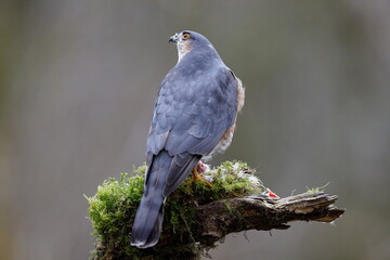 male sparrowhawk on a perch