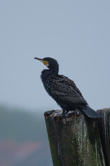 cormorant