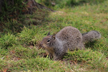 Squirrel looking for food on the ground in a park in New Zealand