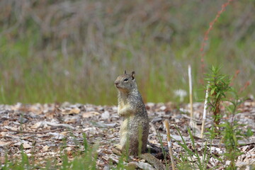 a cute grey squirrel sitting on a log.Squirrel in the park of the city of California.USA.