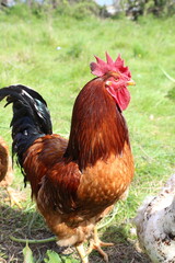 rooster and hen
