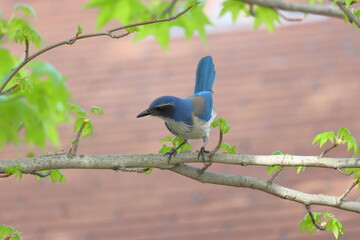 a bird is sitting on a tree branch.Blue jay (Garrulus glandarius) on a branch.