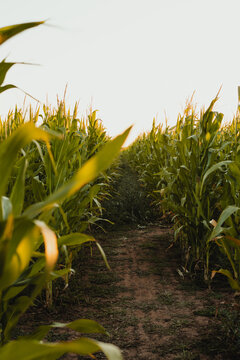 Pathway cutting through a dense cornfield during sunrise.